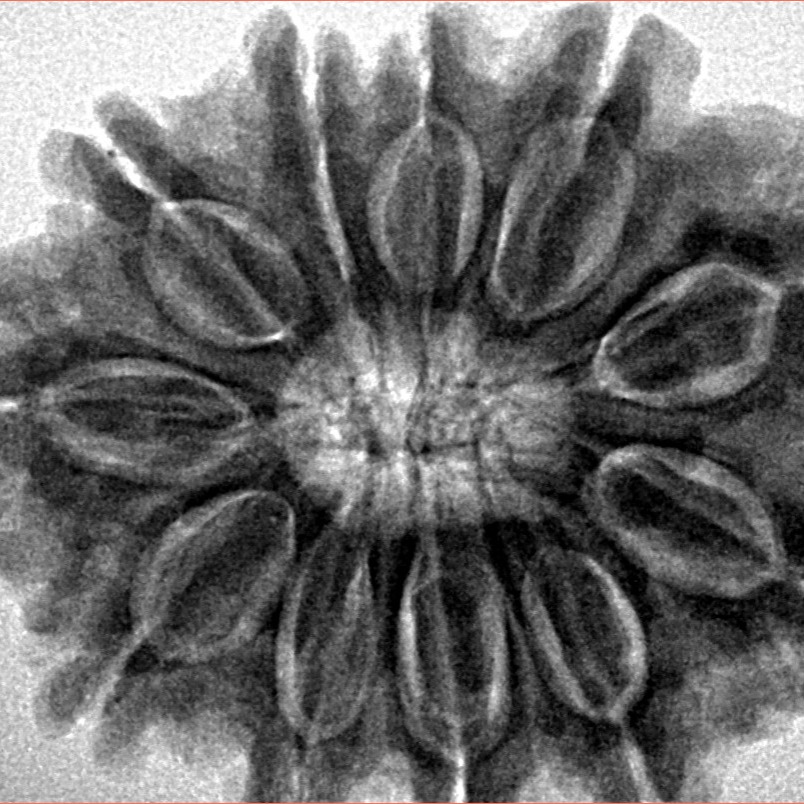 11 Mukhi Rudraksha 30.6mm 7.39gm - Inverse xray