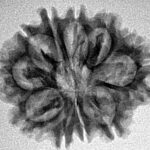 10 Mukhi Rudraksha 26.6mm 4.53gm - Inverse xray