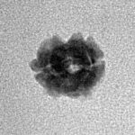 2 Mukhi Rudraksha 11.9mm 0.4gm - Inverse xray