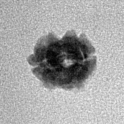 2 Mukhi Rudraksha 11.9mm 0.4gm - Inverse xray