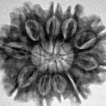 10 Mukhi Rudraksha 26.7mm 4.45gm - Inverse xray