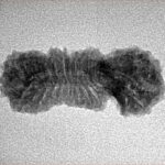 25 Mukhi Gaurishankar 26.3mm 1.63gm - Inverse xray