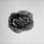 2 Mukhi Rudraksha 22.1mm 1.98gm - Inverse xray