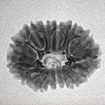 15 Mukhi Rudraksha 21.2mm 2.13gm - Inverse xray