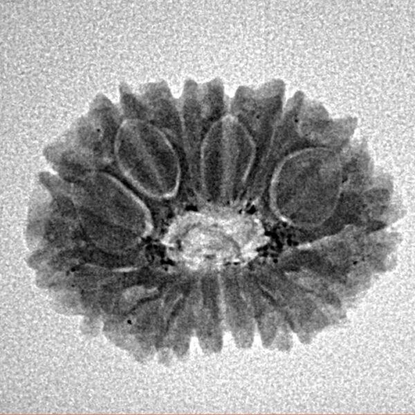 15 Mukhi Rudraksha 21.2mm 2.13gm - Inverse xray