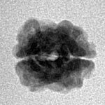 2 Mukhi Rudraksha 15.4mm 0.94gm - Inverse xray