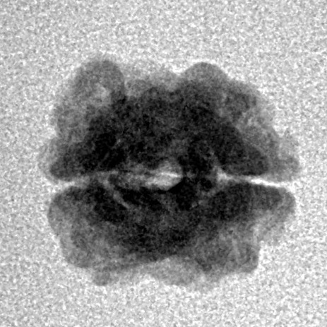 2 Mukhi Rudraksha 15.4mm 0.94gm - Inverse xray