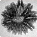 12 Mukhi Rudraksha 25.4mm 4.74gm - Inverse xray