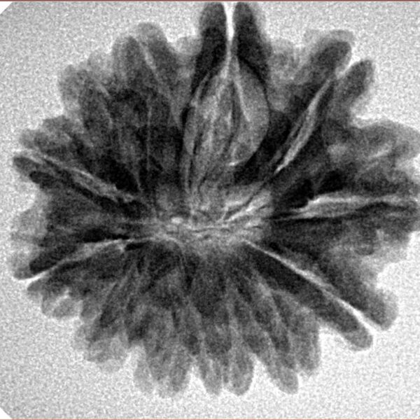 12 Mukhi Rudraksha 25.4mm 4.74gm - Inverse xray