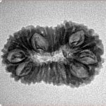 19 Mukhi Rudraksha 24.9mm 2.36gm - Inverse xray