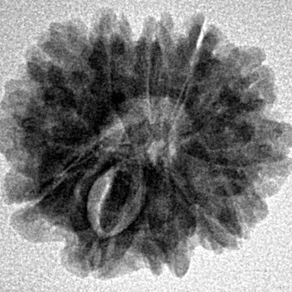 11 Mukhi Rudraksha 21.4mm 3gm - Inverse xray