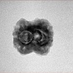 2 Mukhi Rudraksha 21.2mm 1.8gm - Inverse xray