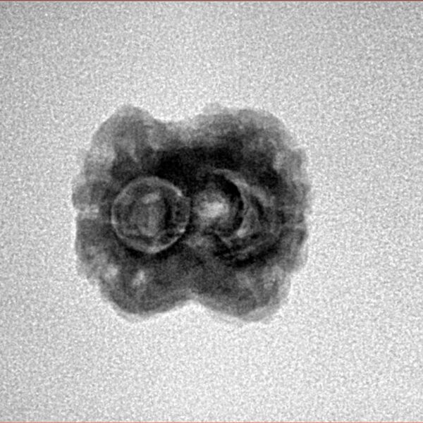 2 Mukhi Rudraksha 21.2mm 1.8gm - Inverse xray