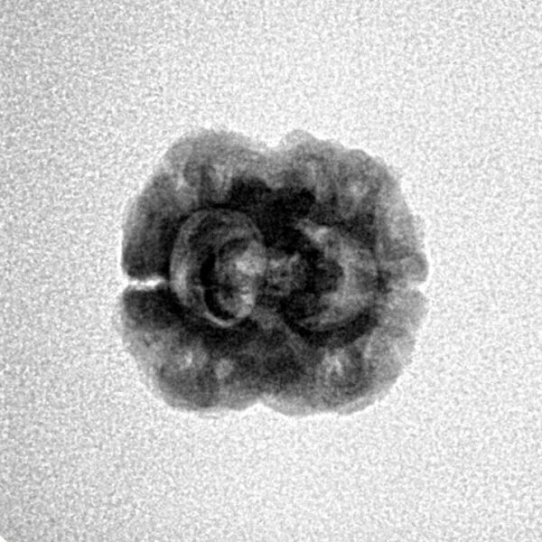 2 Mukhi Rudraksha 20.3mm 1.51gm - Inverse xray