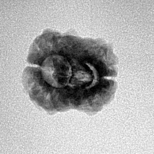 2 Mukhi Rudraksha 21.1mm 1.57gm - Origin: Nepal - Inverse xray