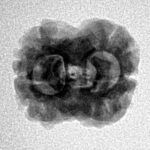 2 Mukhi Rudraksha 23.3mm 2gm - Origin: Nepal - Inverse xray