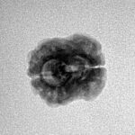 2 Mukhi Rudraksha 21.3mm 1.5gm - Inverse xray