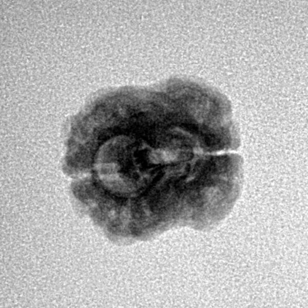 2 Mukhi Rudraksha 21.3mm 1.5gm - Inverse xray