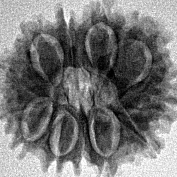 12 Mukhi Rudraksha 21.5mm 2.76gm - Inverse xray