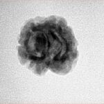 2 Mukhi Rudraksha 23.1mm 2gm - Inverse xray