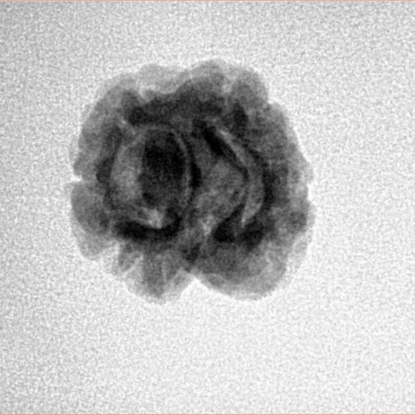 2 Mukhi Rudraksha 23.1mm 2gm - Inverse xray