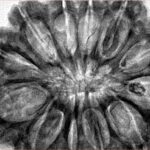 12 Mukhi Rudraksha 36.5mm 10.17gm - Inverse xray