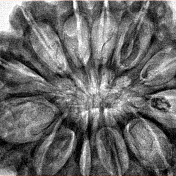 12 Mukhi Rudraksha 36.5mm 10.17gm - Inverse xray