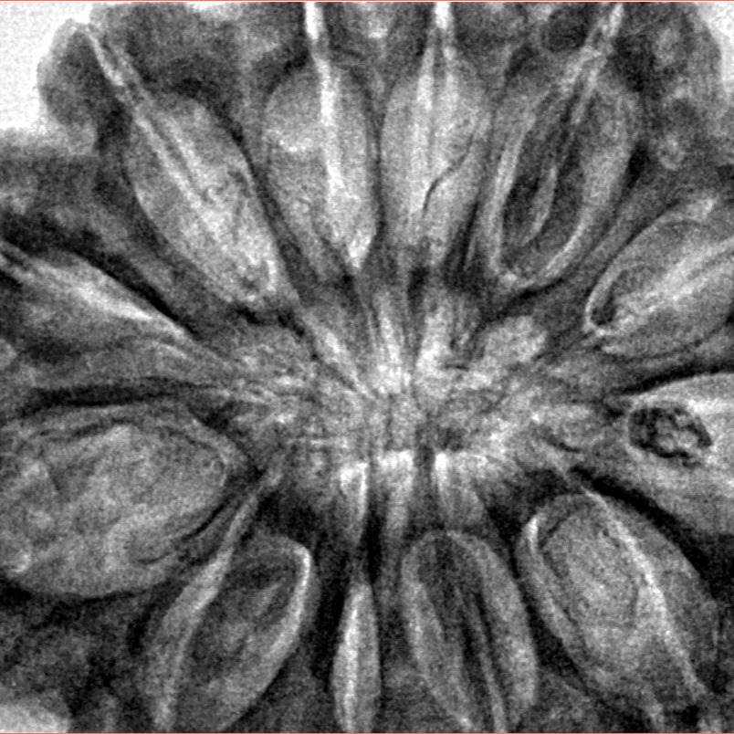 12 Mukhi Rudraksha 36.5mm 10.17gm - Inverse xray