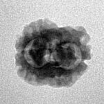 2 Mukhi Rudraksha 17.7mm 1.24gm - Inverse xray