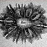 12 Mukhi Rudraksha 26.8mm 3.47gm - Inverse xray