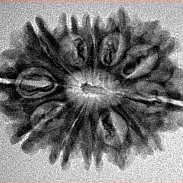 12 Mukhi Rudraksha 26.8mm 3.47gm - Inverse xray