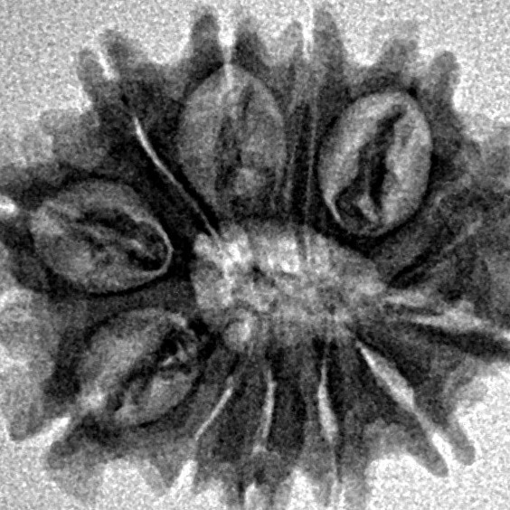 12 Mukhi Rudraksha 22mm 2.3gm - Inverse xray