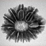 11 Mukhi Rudraksha 25.1mm 3.67gm - Inverse xray