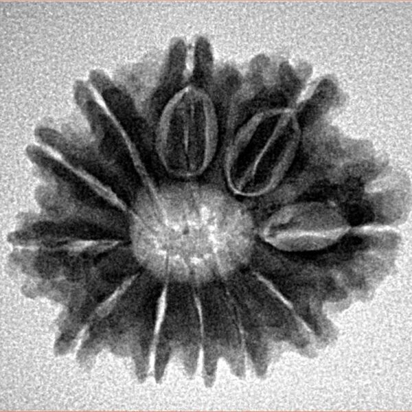 11 Mukhi Rudraksha 25.1mm 3.67gm - Inverse xray