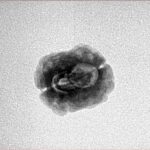 2 Mukhi Rudraksha 21.5mm 1.28gm - Inverse xray