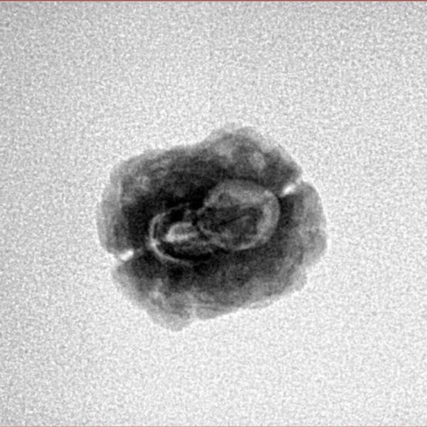 2 Mukhi Rudraksha 21.5mm 1.28gm - Inverse xray