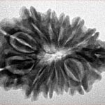 Sawar/Ganesh (13+1) 27.1mm 3.71gm - Inverse xray