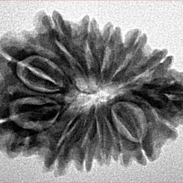 Sawar/Ganesh (13+1) 27.1mm 3.71gm - Inverse xray