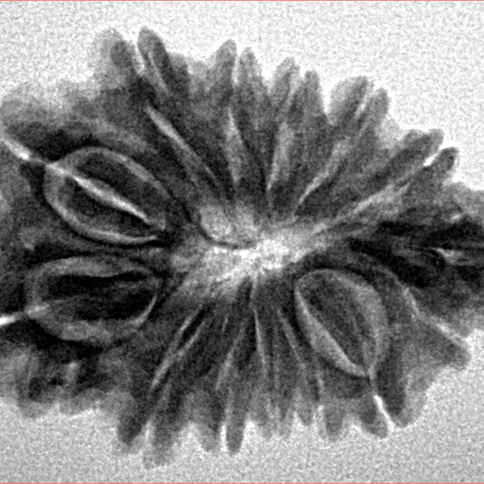 Sawar/Ganesh (13+1) 27.1mm 3.71gm - Inverse xray