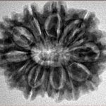 12 Mukhi Rudraksha 28.1mm 4.7gm - Inverse xray