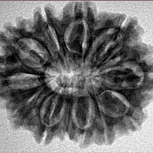 12 Mukhi Rudraksha 28.1mm 4.7gm - Inverse xray