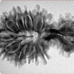 15 Mukhi Garbh Gauri 34.6mm 4.42gm - Inverse xray