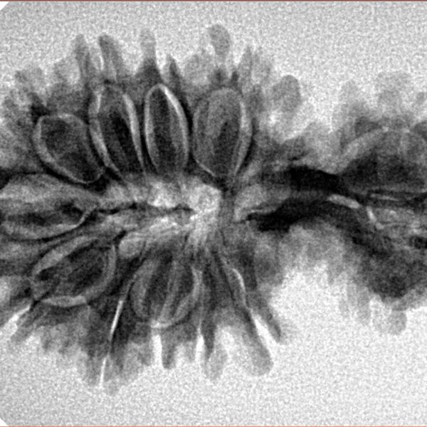 15 Mukhi Garbh Gauri 34.6mm 4.42gm - Inverse xray