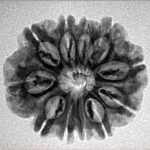 11 Mukhi Rudraksha 24.2mm 3.57gm - Inverse xray