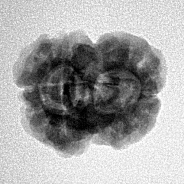 2 Mukhi Rudraksha 23.5mm 2.45gm - Inverse xray