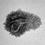 21 Mukhi Rudraksha 18.7mm 1.22gm - Inverse xray