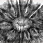 11 Mukhi Rudraksha 35.7mm 8.74gm - Inverse xray