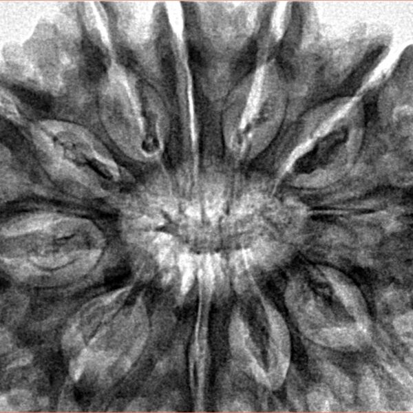 11 Mukhi Rudraksha 35.7mm 8.74gm - Inverse xray