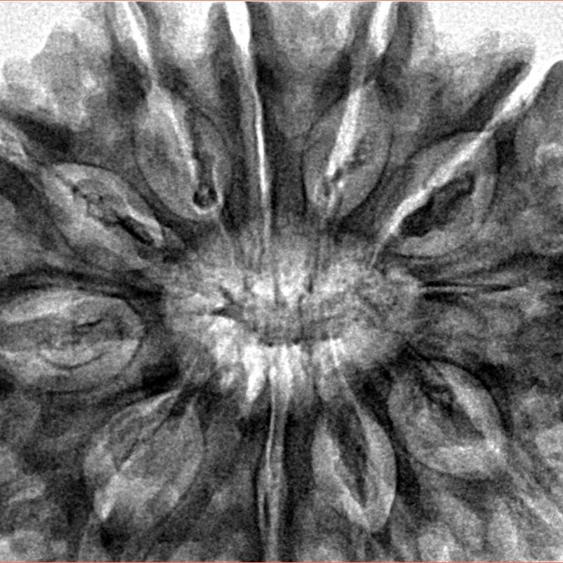 11 Mukhi Rudraksha 35.7mm 8.74gm - Inverse xray