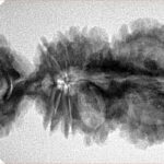 18 Mukhi Trijuti 40.4mm 5.81gm - Origin: Nepal - Inverse xray